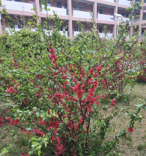 爱的花开满山岗（那个春天，他们在花海中相遇）