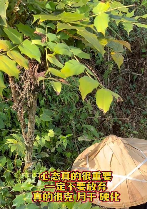 乌龟与大自然的感恩之路（小河中的一片平静）
