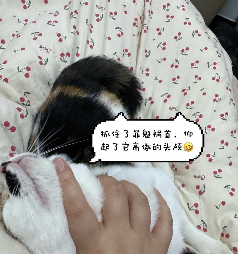 酷爱孤独的小姐姐（一个人过元旦也能快乐）