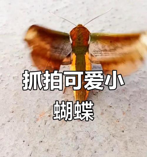 小蝴蝶的奇妙冒险（一只小小的生命在世界中的奇遇）